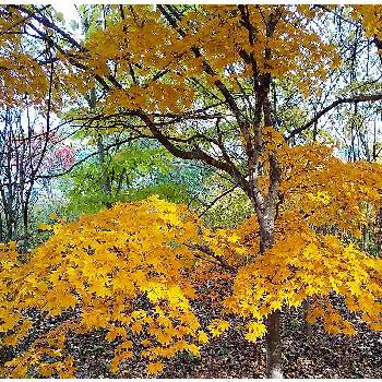 モミジ(紅葉)の画像 by 池ちゃんさん | モミジ(紅葉)と花散歩と秋の風景と 紅葉と今日のお花♡